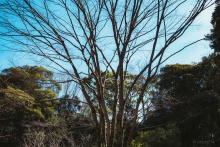 20220209-tree_wm004